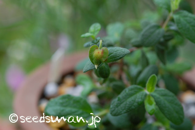 cistus_angustifolius_20140515