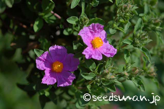 cistus_incanus_20140504