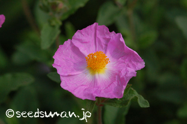 cistus_incanus_20140520