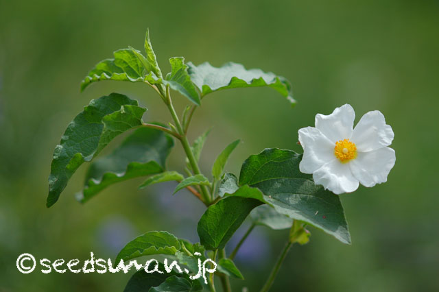cistus_populifolius_20140520_1