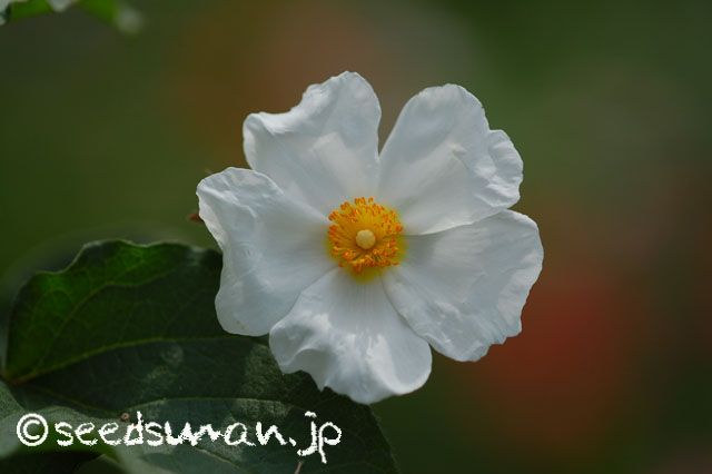 cistus_populifolius_20140520_2