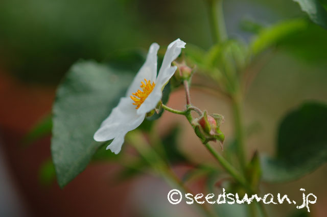 cistus_populifolius_20140520_3