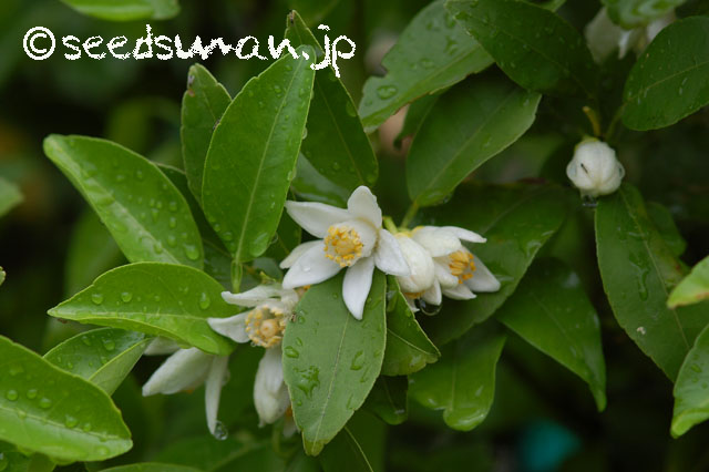 citrus_junos_20140515