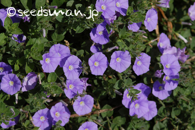 convolvulus_sabatius_20140518