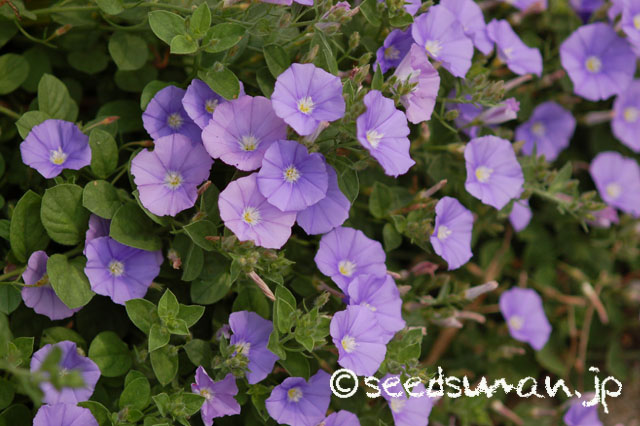 convolvulus_sabatius_20140520