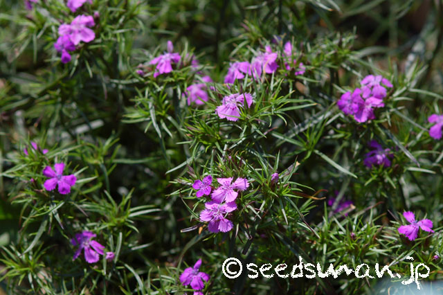 dianthus_shinanensis_f_alpinus_20140510