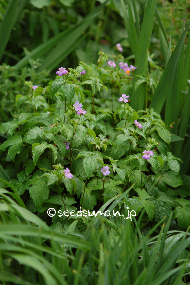 geranium_nodosum_20140514