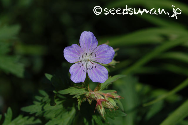 geranium_pratense_20140504