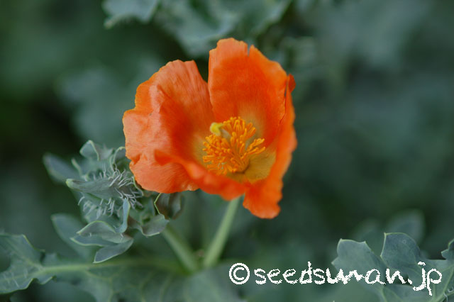 glaucium_corniculatum_20140514_1