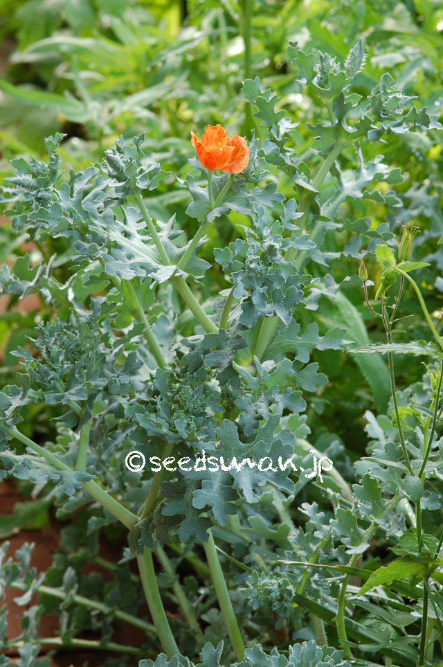 glaucium_corniculatum_20140514_2