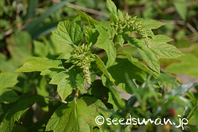 hydrangea_quercifolia_20140509