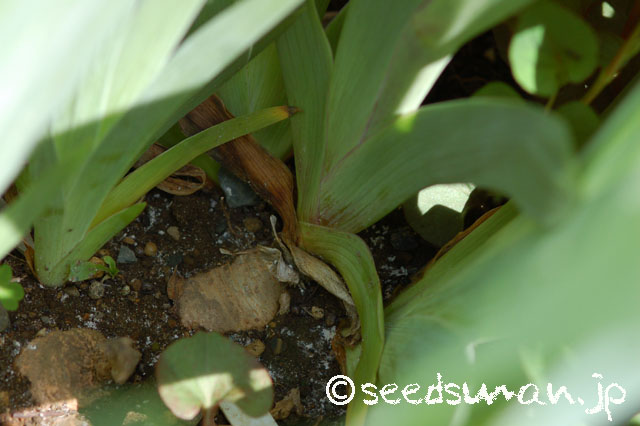iris_hyb_BeforetheStorm_20140510_2