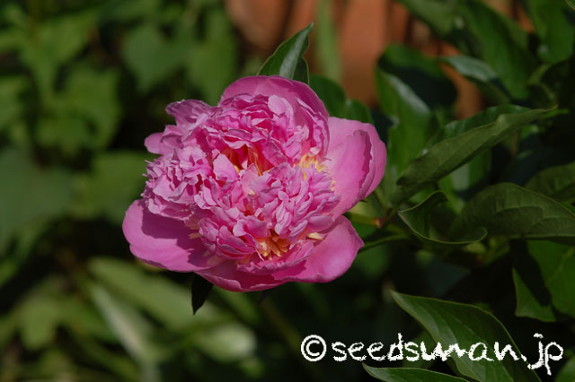paeonia_Sorbet_20140524_1