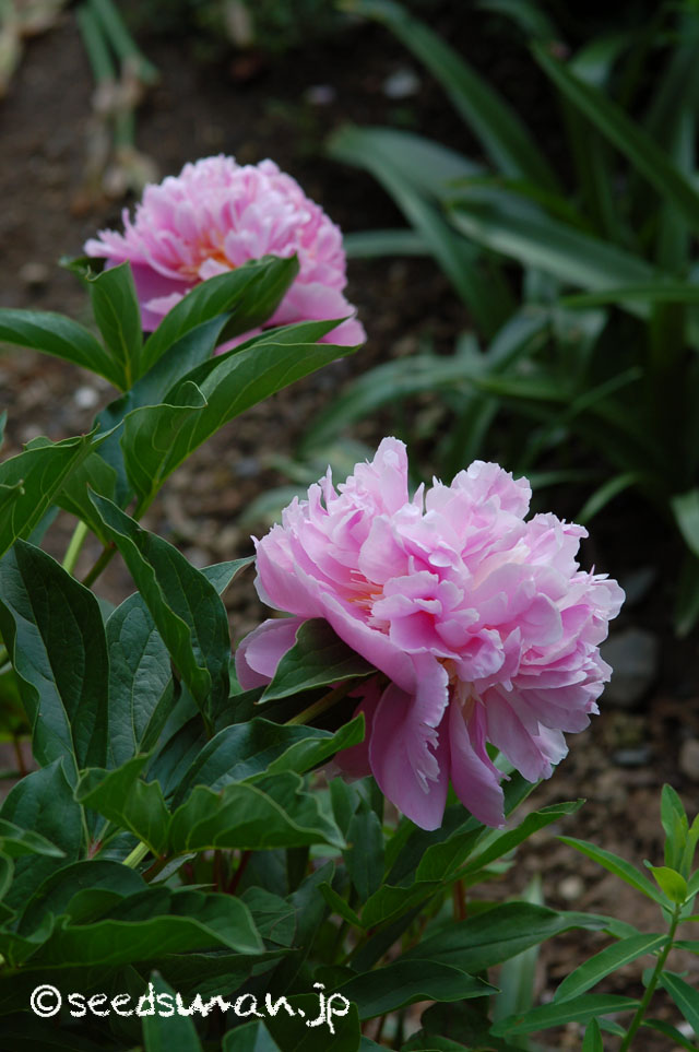 paeonia_Sorbet_20140524_2