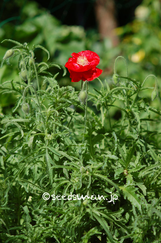 papaver_rhoeas_EngelsChoir_20140512_1