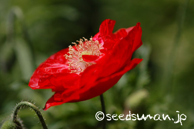papaver_rhoeas_EngelsChoir_20140512_2