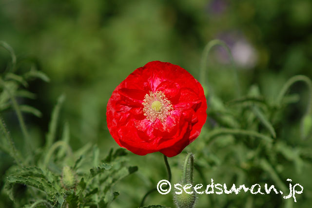papaver_rhoeas_EngelsChoir_20140512_3