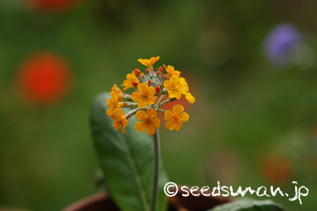 primula_sp1_Candelabra_20140526