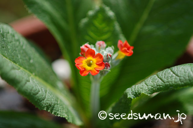 primula_sp1_Candelabra_20140530