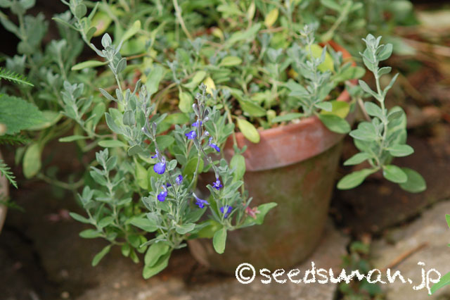 salvia_chamaedryoides_20140526