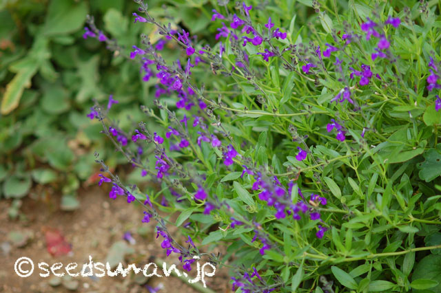 salvia_muelleri_20140519