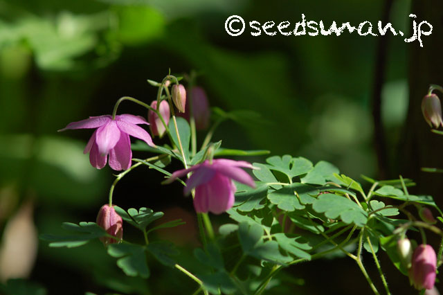semiaquilegia_ecalcarata_20140508