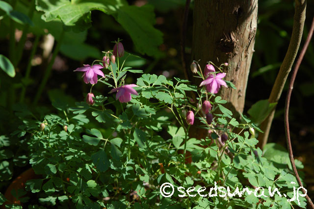 semiaquilegia_ecalcarata_20140508_2