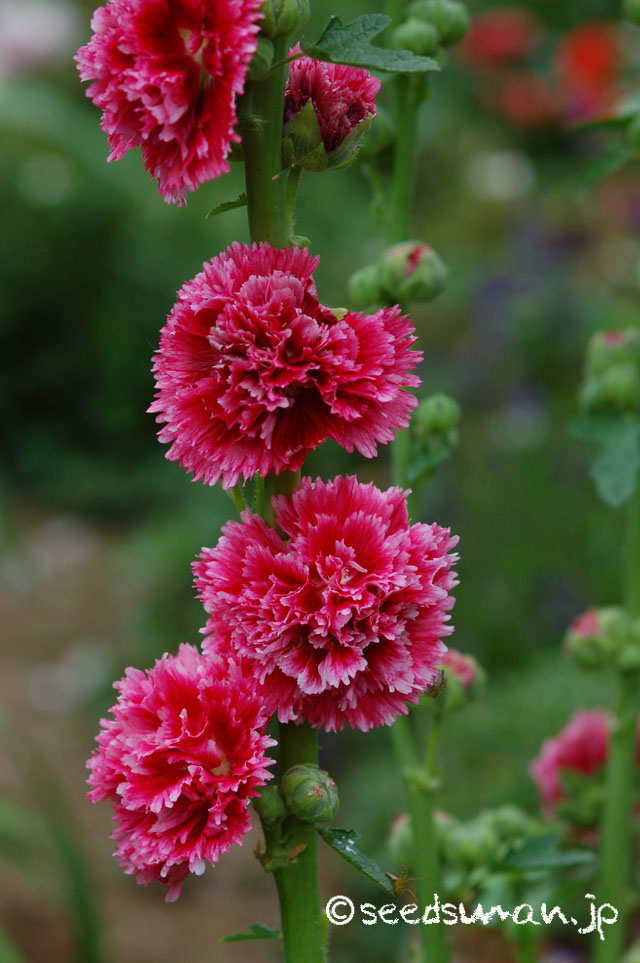 alcea_rosea_FiestaTime_20140605