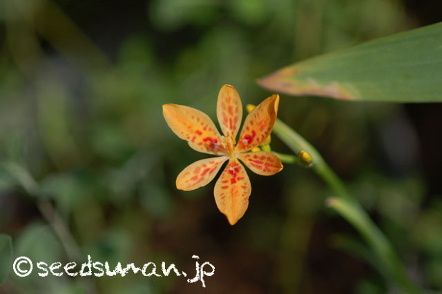 belamcanda_chinensis_ex_LeopardLilyMixed_20140714