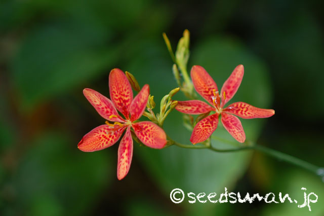 belamcanda_chinensis_ex_LeopardLilyMixed_20140717