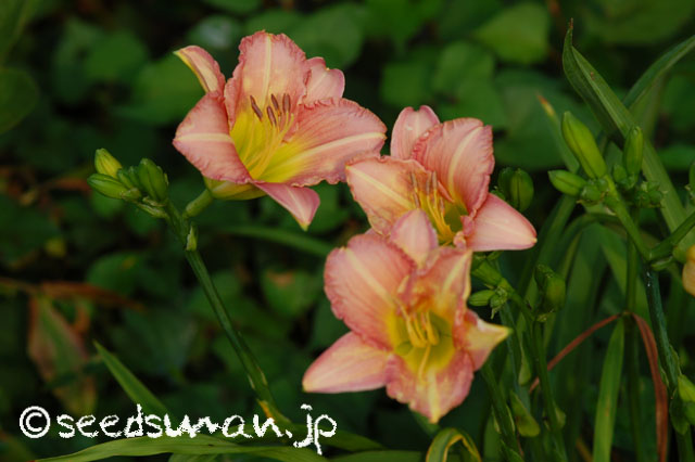 hemerocallis_OlallieLavender_20140723