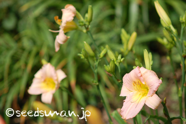 hemerocallis_OlallieLightHearted_20140714