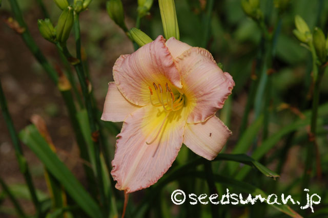 hemerocallis_OlallieLightHearted_20140714_2