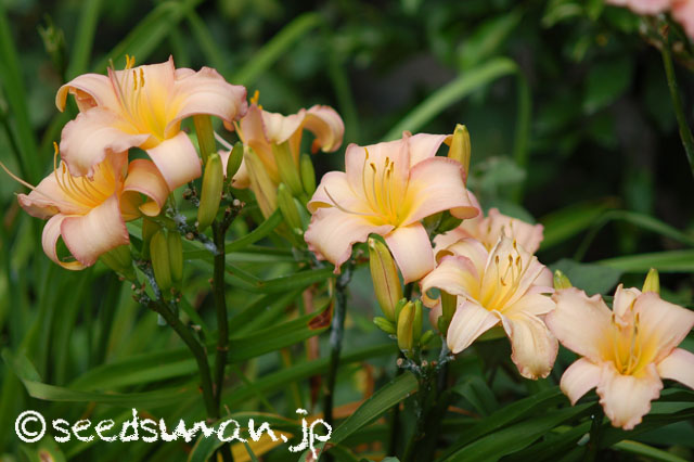 hemerocallis_OlallieOrchid_20140717