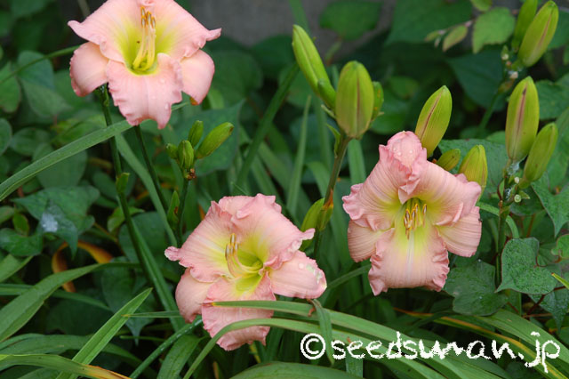 hemerocallis_ScintillationinPink_20140711