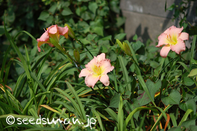 hemerocallis_ScintillationinPink_20140714_1