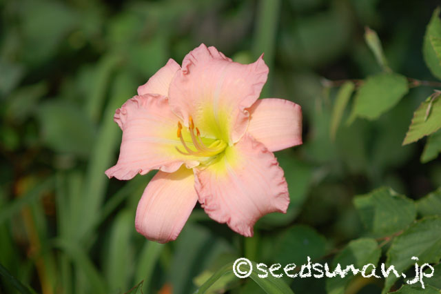 hemerocallis_ScintillationinPink_20140714_2