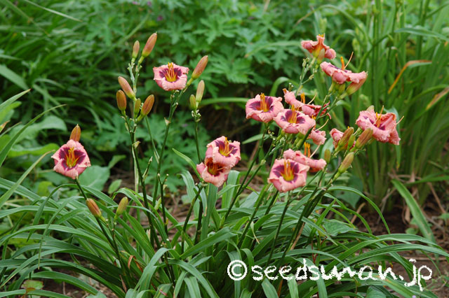 hemerocallis_SiloamNightRing_20140701