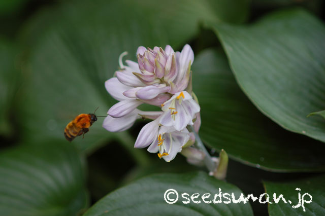 hosta_HadspenBlue_20140714
