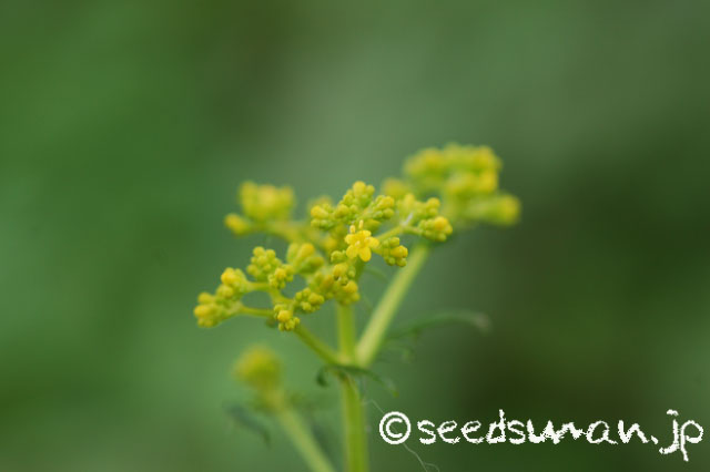 patrinia_scabiosaefolia_20140719_1