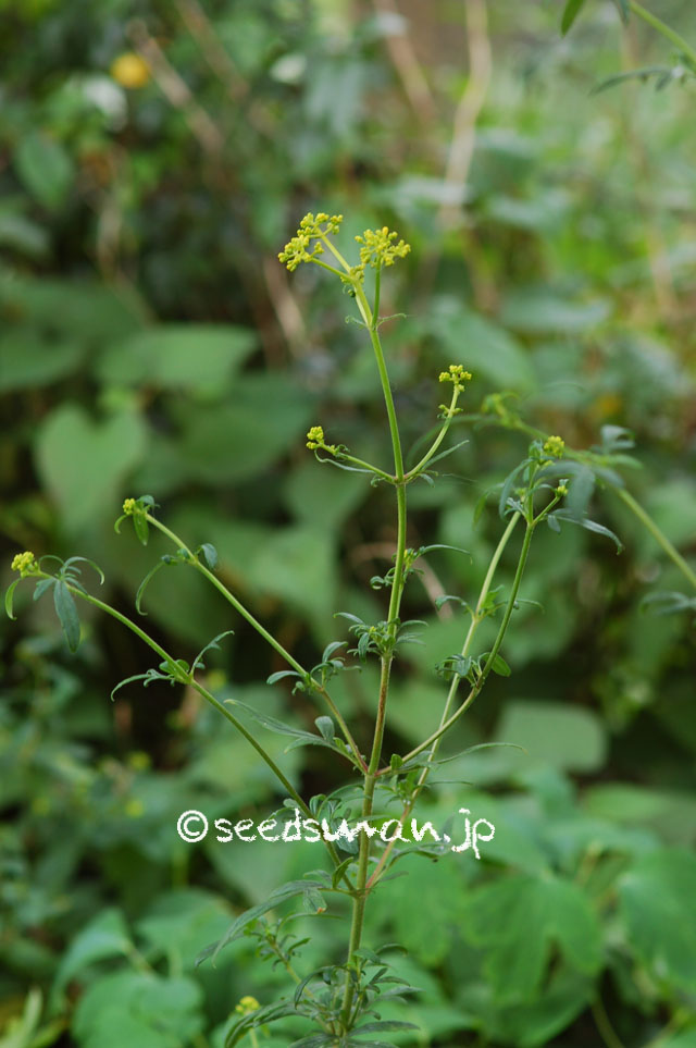 patrinia_scabiosaefolia_20140719_2