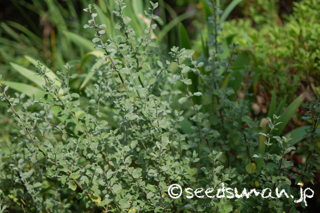 salvia_africana-lutea_20140714