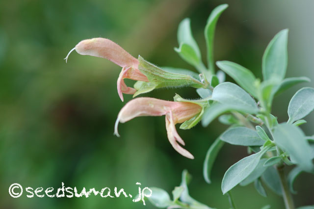 salvia_lanceolata_20140711