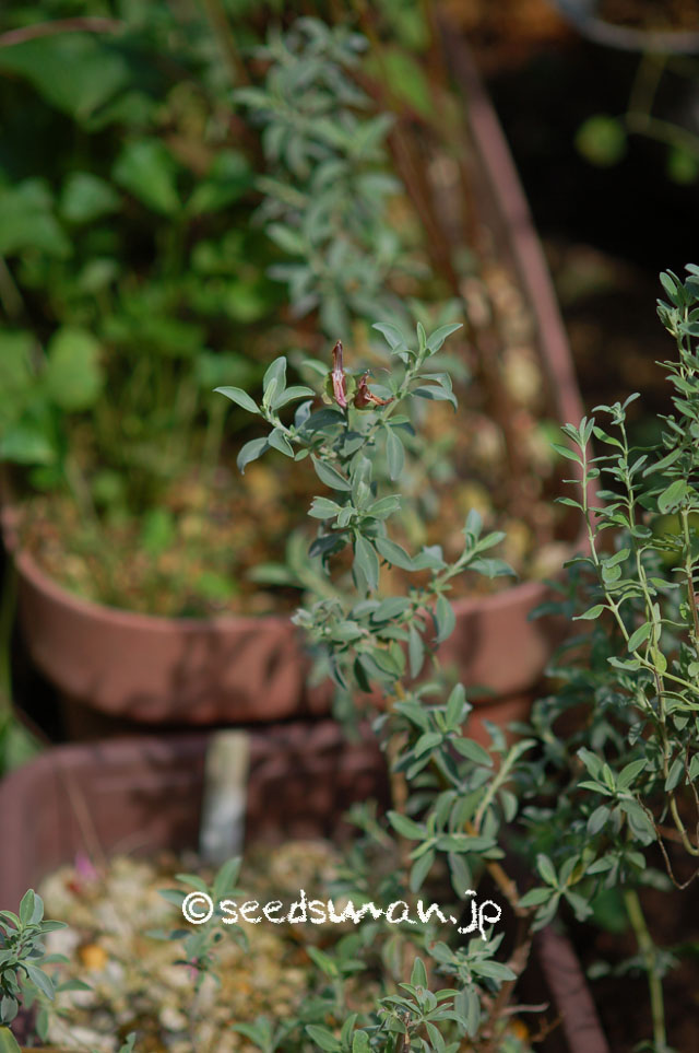 salvia_lanceolata_20140714