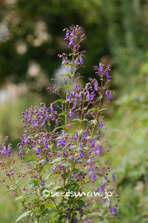 caryopteris_divaricate_20140918_3