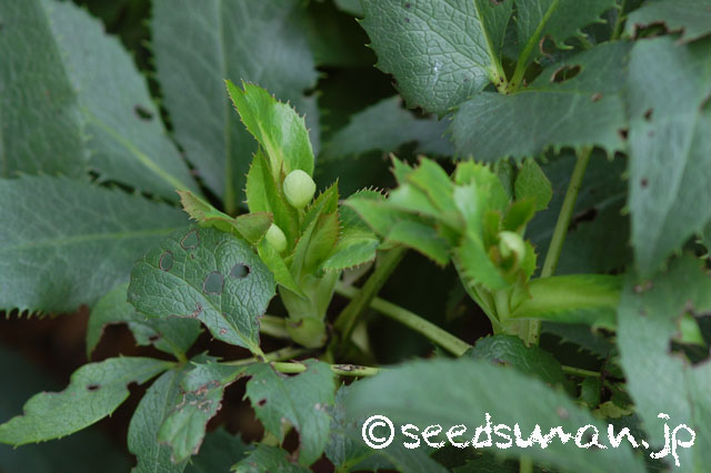 helleborus_lividus_ssp_corsicus_20140918