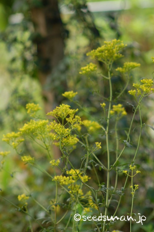 patrinia_scabiosaefolia_20140909