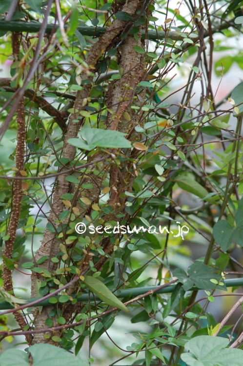 trachelospermum_asiaticum_20140918
