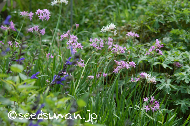 tulbaghia_violacea_20140903