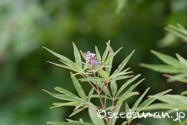vitex_agunus-castus_20140918